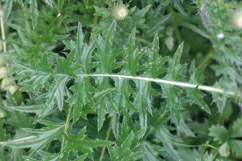 Cirsium tuberosum / Cardo tuberoso